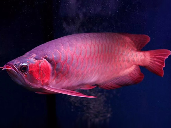 正宗印尼帝王血红